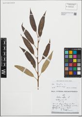 Foto von Salix fragilis L.